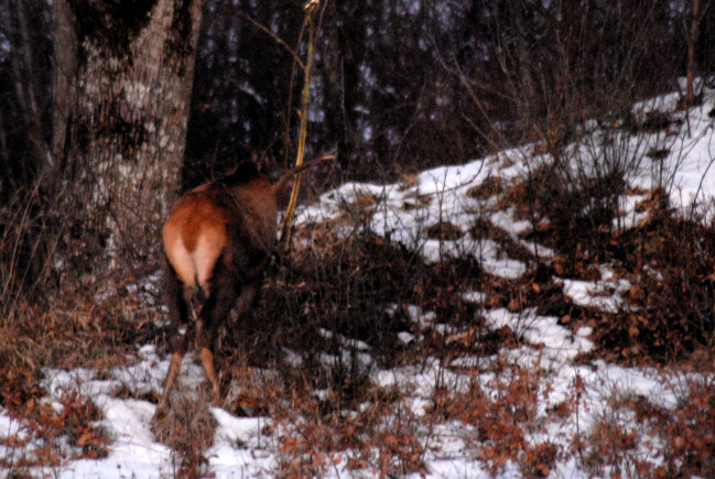 PASSIONE PER IL CERVO
